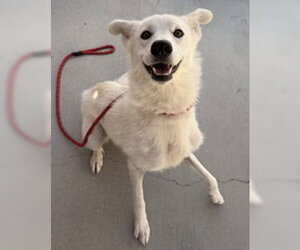 Mutt Dogs for adoption in Salinas, CA, USA