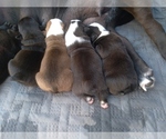 Small Photo #1 American Bully-Bullypit Mix Puppy For Sale in N HIGHLANDS, CA, USA
