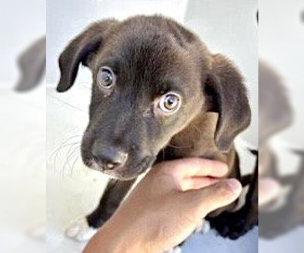 Medium Photo #1 Labrador Retriever Puppy For Sale in Houston, TX, USA