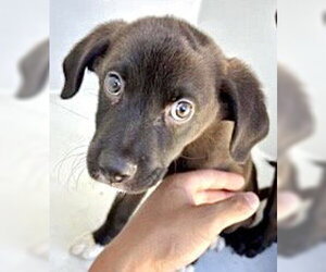 Labrador Retriever Dogs for adoption in Houston, TX, USA