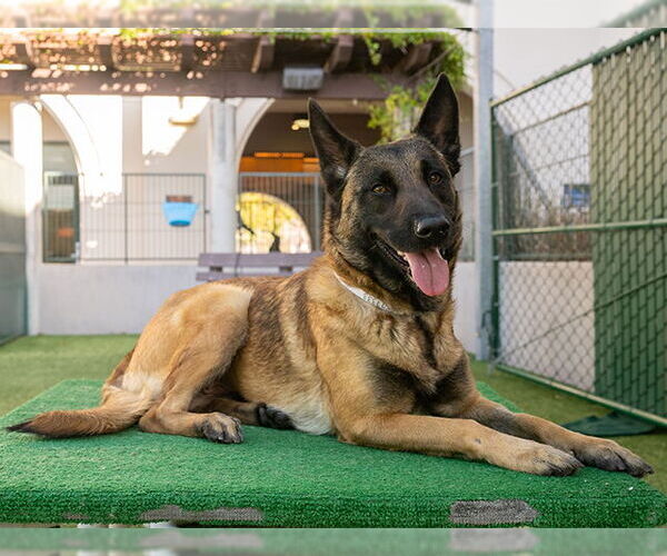 Medium Photo #2 Mutt Puppy For Sale in Pasadena, CA, USA