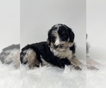 Small Photo #2 Bernedoodle Puppy For Sale in CAMDEN, OH, USA