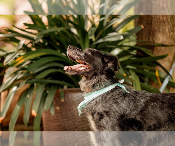 Medium Photo #4 Australian Shepherd Puppy For Sale in Rockaway, NJ, USA