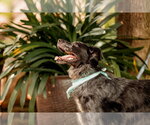 Small #3 Australian Shepherd