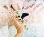 Small #10 Chihuahua