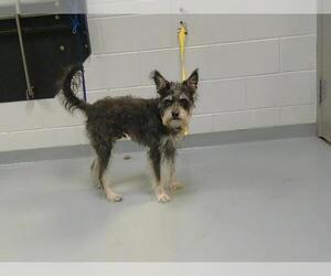 Miniature Schnauzer-Unknown Mix Dogs for adoption in St. Cloud, FL, USA