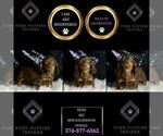 Small Photo #2 Dachshund Puppy For Sale in WARSAW, IN, USA