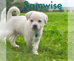 Maltese-Unknown Mix Dogs for adoption in Plymouth, MN, USA