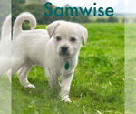 Small Maltese Mix