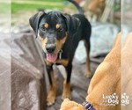 Small #3 Labrador Retriever-Retriever  Mix