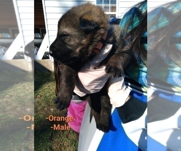 Medium Photo #16 German Shepherd Dog Puppy For Sale in BEAVER FALLS, PA, USA