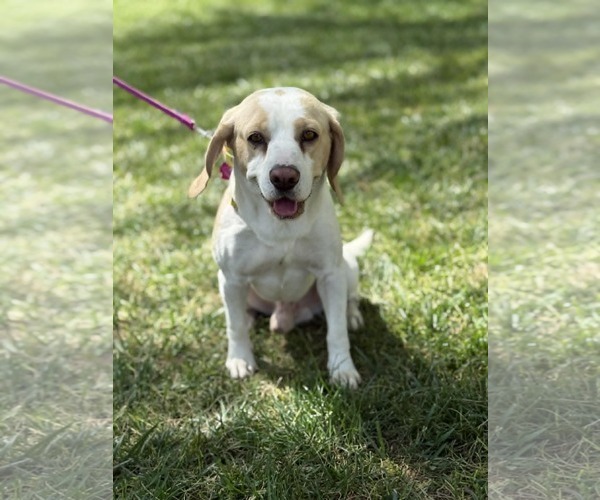 Medium Photo #1 Beagle Puppy For Sale in Las Vegas, NV, USA