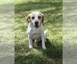 Small Beagle