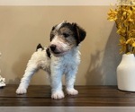 Small #6 Wire Fox Terrier