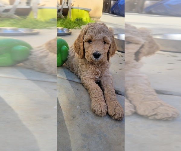 Full screen Photo #7 Goldendoodle Puppy For Sale in PERRIS, CA, USA