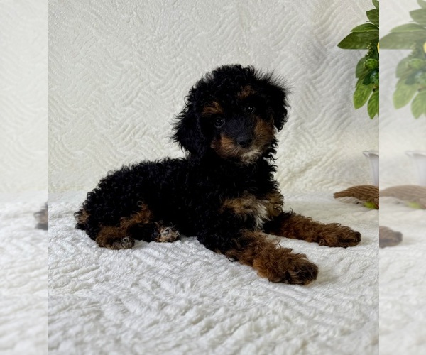 Medium Photo #2 Cock-A-Poo Puppy For Sale in GREENFIELD, IN, USA