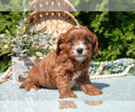 Small Photo #8 Cavapoo Puppy For Sale in KIRKWOOD, PA, USA