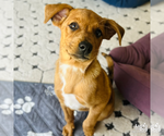 Small #2 Australian Shepherd Mix