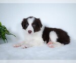Small Photo #8 Border Collie Puppy For Sale in CONWAY, MO, USA