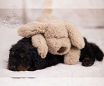 Small Photo #3 Bernedoodle Puppy For Sale in LEAVENWORTH, IN, USA