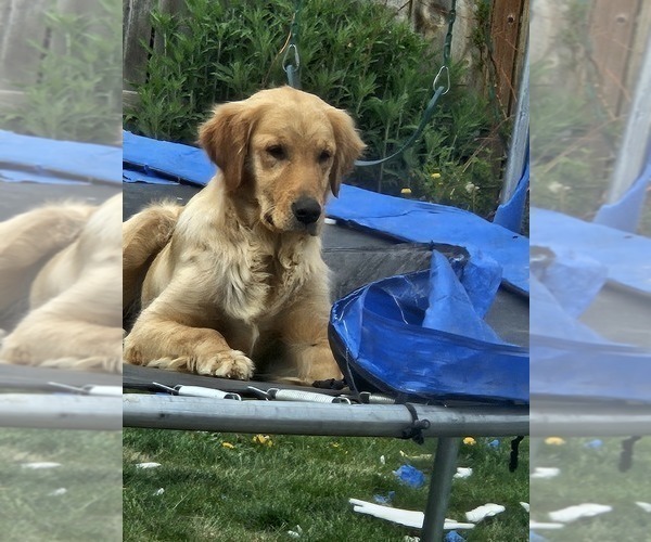Medium Photo #1 Golden Retriever Puppy For Sale in YAKIMA, WA, USA