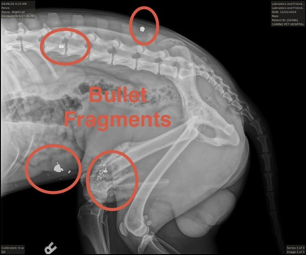 Medium Photo #5 Mutt Puppy For Sale in San Diego, CA, USA