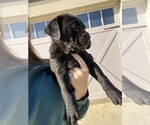 Small Photo #5 Mastador Puppy For Sale in MONTGOMERY, IN, USA
