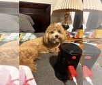 Small #1 Poochon