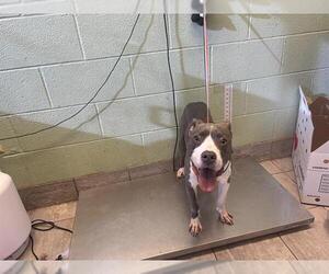 American Pit Bull Terrier-Unknown Mix Dogs for adoption in Grand Prairie, TX, USA