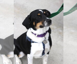 Haven- too cute to handle - Female Border Collie-Unknown Mix Dog for Adoption - Photo #3