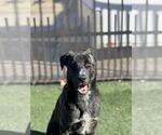 Small #17 Dutch Shepherd -Labrador Retriever Mix
