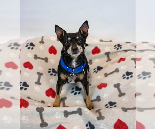 Medium Photo #4 Chihuahua-Unknown Mix Puppy For Sale in Kennesaw, GA, USA