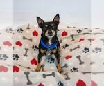 Small #3 Chihuahua Mix