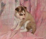 Puppy 4 Siberian Husky