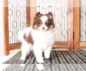 Pomeranian Puppy for sale in NAPLES, FL, USA