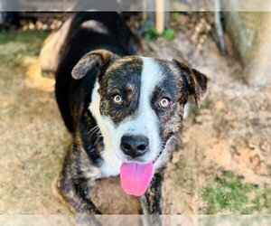 Catahoula Leopard Dog-Unknown Mix Dogs for adoption in Tallahassee, FL, USA