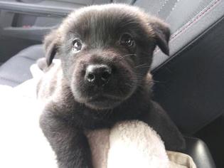 Chow Chow-Labrador Retriever Mix Puppy for sale in DEARBORN, MI, USA