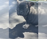Small Photo #9 French Bulldog Puppy For Sale in TEMPLETON, CA, USA