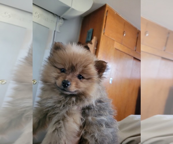 Medium Photo #1 Pomeranian Puppy For Sale in DOUGLAS, WY, USA