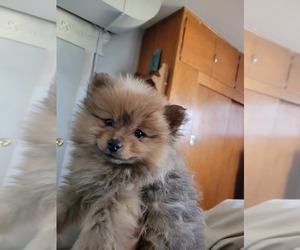 Pomeranian Puppy for sale in DOUGLAS, WY, USA
