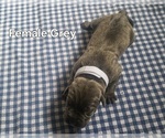 Puppy White Collar Cane Corso