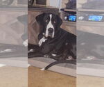 Small #3 Great Dane