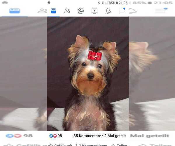 Medium Photo #1 Yorkshire Terrier Puppy For Sale in Cluj-Napoca, Cluj, Romainia