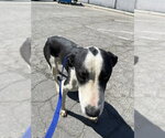 Small Border Collie-Mastiff Mix