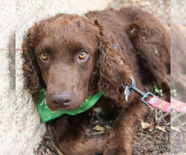 Medium Photo #5 Spaniel-Unknown Mix Puppy For Sale in Washington, DC, USA