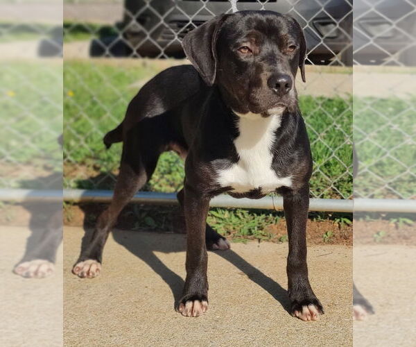 Medium Photo #14 Catahoula Leopard Dog-Staffordshire Bull Terrier Mix Puppy For Sale in Talladega, AL, USA