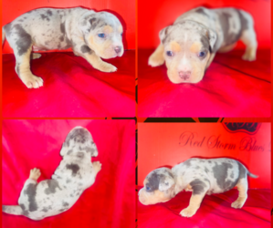 American Bully Puppy for Sale in TRENTON, New Jersey USA