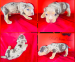 Small American Bully