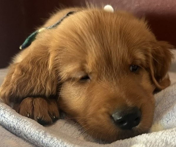 Medium Photo #9 Golden Retriever Puppy For Sale in FRESNO, CA, USA