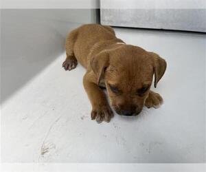 American Pit Bull Terrier-Unknown Mix Dogs for adoption in Houston, TX, USA